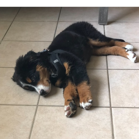 Meet your Posher, Kurstan - Picture 2 of 2